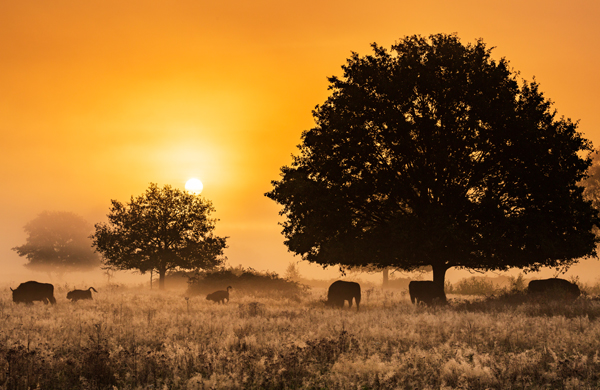  A landscape at sunrise with a golden-orange sky. The sun is partially visible near the horizon, casting a warm glow over the scene. Silhouetted against the bright sky are several large trees, with one prominent tree in the foreground. Six bison can be seen grazing,  scattered across a misty field covered in tall grass and wildflowers.