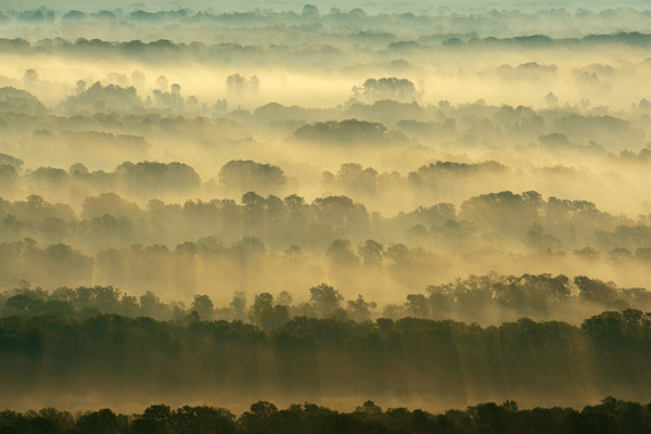 An aerial view of a dense forest covered in layers of mist. The mist envelops the tops of the trees, with sunlight filtering through and casting long shadows.