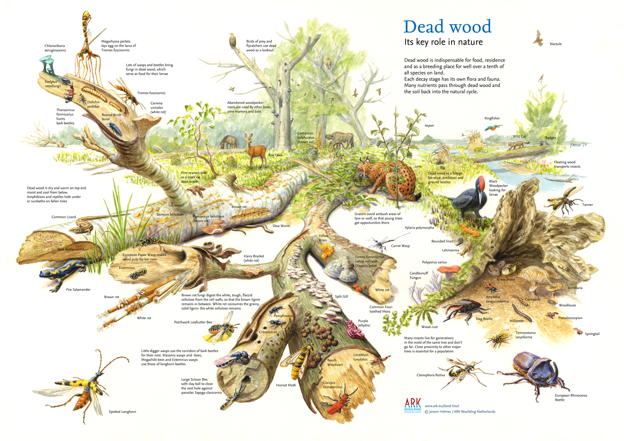 An illustration titled 'Dead wood: Its key role in nature' showing various animals, insects, fungi, and plants that interact with dead wood in a forest ecosystem. The image highlights different species such as birds of prey, beetles, fungi, and mammals that rely on dead wood for food, shelter, or breeding. Each organism is labeled with its name and a brief description of its role or behavior related to the dead wood. The background features a forest scene with trees, shrubs, and other vegetation.