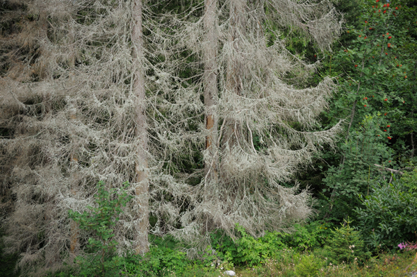 A forest scene with several trees, some of which appear to be dead or dying, indicated by their bare and grayish branches.&nbsp; 