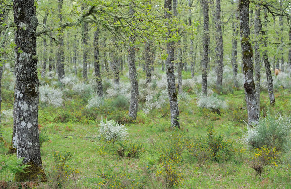 A dense forest with tall trees covered in patches of white lichen. The ground is lush with green grass, small shrubs, and scattered white flowering plants.