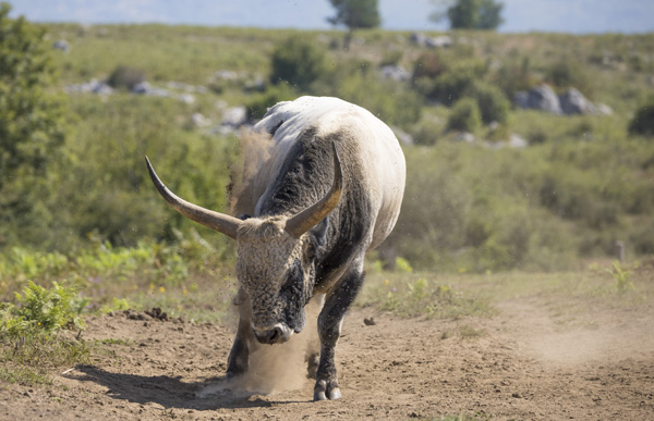 OLCreate: Terrestrial rewilding | 5.2 Grassland case studies | OLCreate