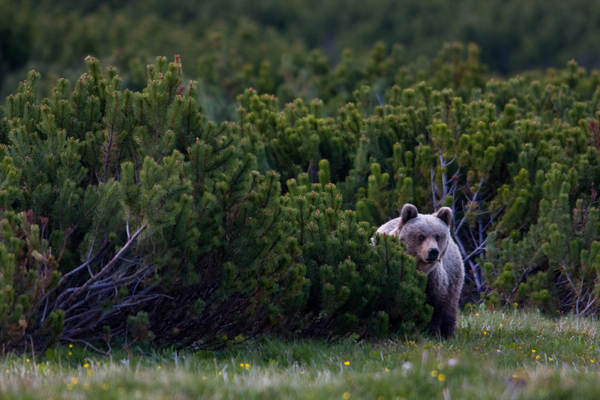 A wild European brown bear (Ursus arctos),  in a mountain meadow. This scene is set in the Western Tatras, Slovakia. The bear is looking directly at the camera, with its head and part of its body visible. The background consists of more greenery, indicating a forested or natural environment.