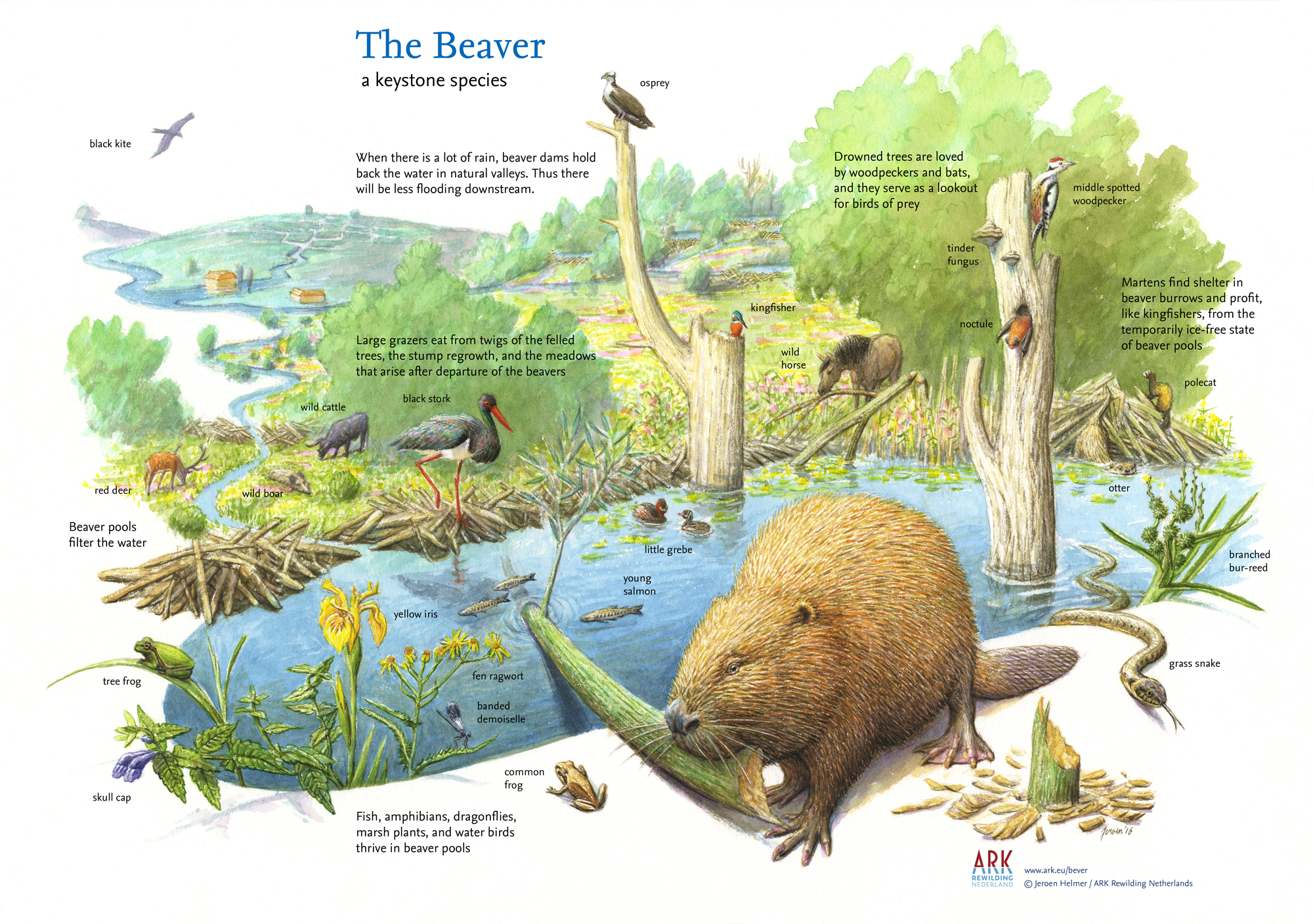 An illustrated educational poster titled 'The Beaver:  a keystone species' shows a beaver in its natural habitat. The beaver is gnawing on a tree trunk near a pond surrounded by various plants and animals. Short texts are written next to different elements, explaining the ecological impact of beavers. For example, it mentions that beaver ponds filter water, provide habitats for fish, amphibians, and insects, and create environments for birds and other wildlife. The illustration highlights how beavers contribute to biodiversity by creating wetlands that support various species.
