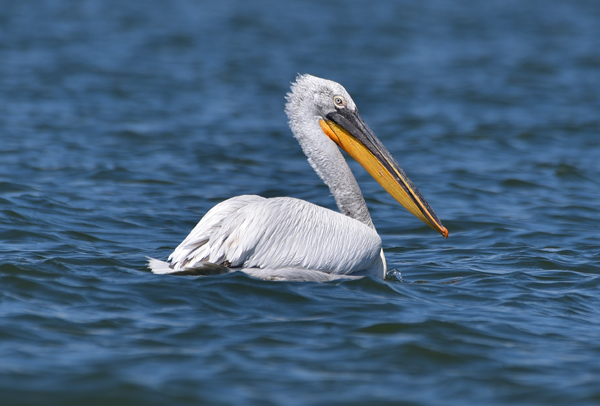 A large white pelican with a long, yellow-orange beak and grayish-white feathers floats on the surface of a blue body of water. The bird's head is turned slightly to the side, showcasing its distinctive beak and eye. The water around the pelican is calm with gentle ripples.