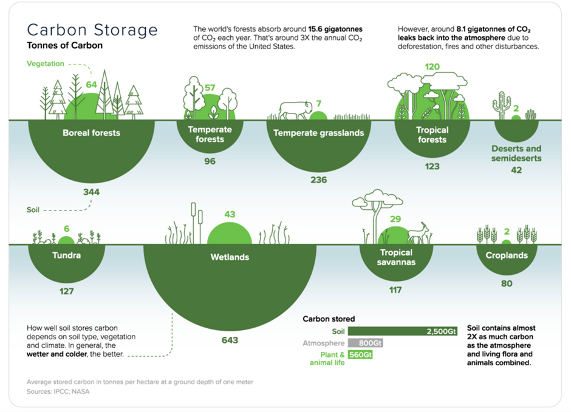 A diagram depicting carbon storage in tonnes of carbon. 