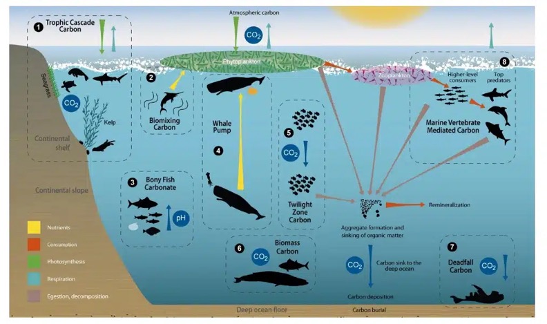 An example of Animating the Carbon Cycle in marine coastal and deep ocean ecosystems. 