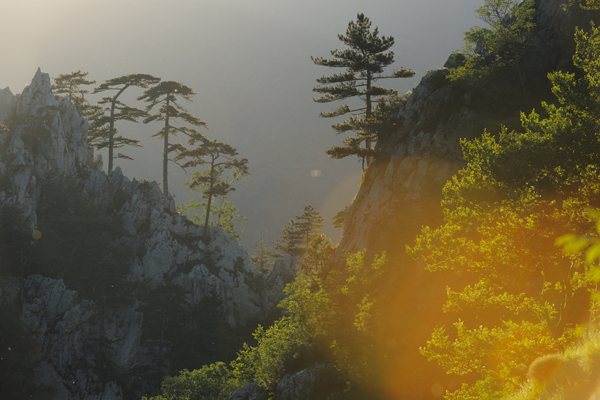 A scenic view of Dumbrava, Domogled National Park in Southern Carpathians, Romania. The image captures rugged rocky cliffs adorned with tall pine trees. The sunlight filters through the trees and creates a warm golden glow on the right side of the image, highlighting the lush green foliage. The background is misty, adding a sense of depth and tranquility to the landscape.