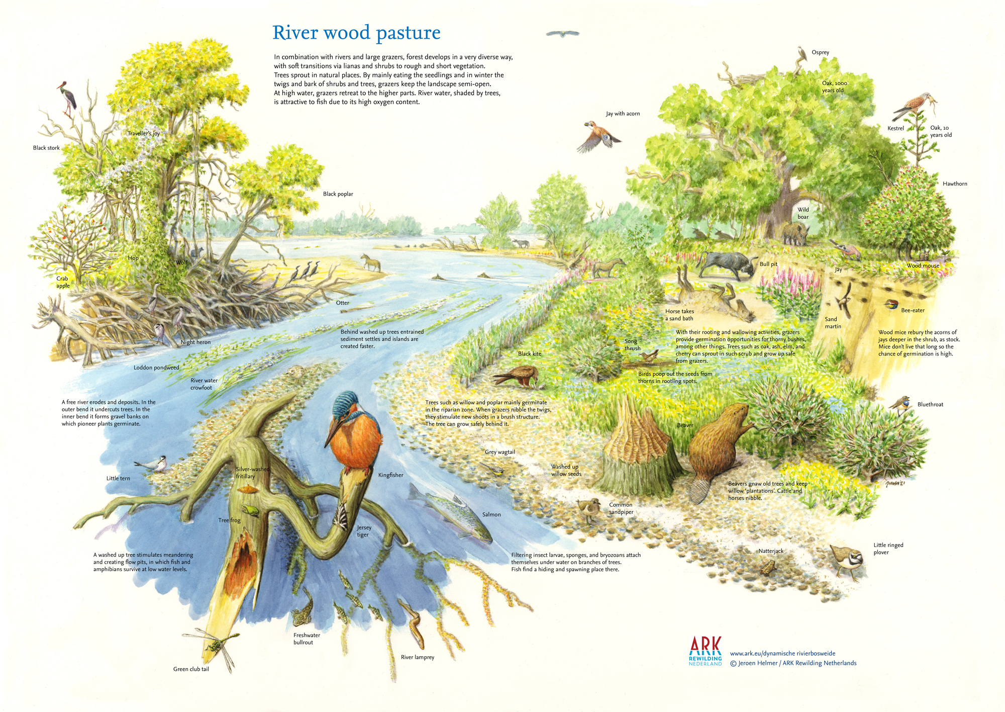 An illustrated depiction of a river wood pasture ecosystem, showcasing various flora and fauna. On the left side, there is a black stork perched on a tree branch above the water, with fish like salmon and freshwater blenny swimming below. A kingfisher sits on a branch near the water's edge. The riverbank features plants such as black poplar and hawthorn trees. Various animals including otters, wild boars, and birds like jays and kestrels are depicted in their natural habitats. The illustration highlights the biodiversity of this ecosystem with detailed labels for each species.