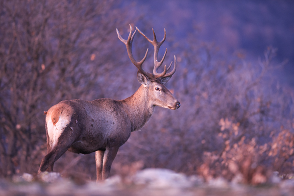 A majestic deer with large, branching antlers stands alert in a natural setting. The background is a blur of leafless trees and foliage, bathed in soft purple and blue hues, suggesting early morning or late evening light. The deer's coat is a mix of brown and gray tones, blending seamlessly with the surrounding environment.