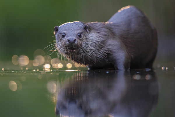 An otter standing in shallow water, with its reflection visible on the water's surface. The background is blurred, highlighting the otter as the main subject. The lighting creates a bokeh effect with circular light spots, adding to the visual appeal of the photograph.