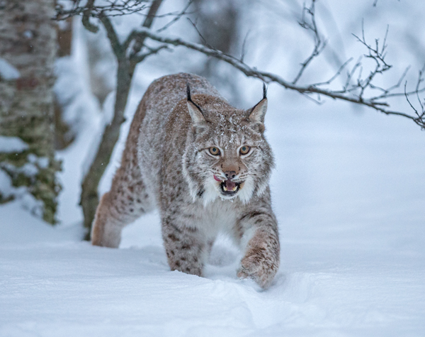 A Eurasian lynx walking through a snowy forest, with its mouth slightly open and tongue visible. The lynx has tufted ears, a thick fur coat, and is surrounded by snow-covered trees and branches. The image captures the beauty and adaptability of the lynx in harsh, snowy conditions, highlighting its predatory nature and survival skills in the wild.