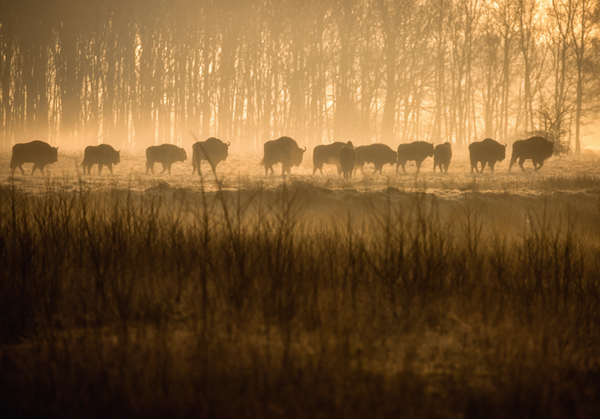 A herd of European bison walking in a line across a misty field at dawn in De Maashorst, The Netherlands. The sun is rising behind a dense forest of tall, leafless trees, casting a golden glow across the scene. The foreground is filled with tall grasses and shrubs, adding to the serene and natural atmosphere of the image.
