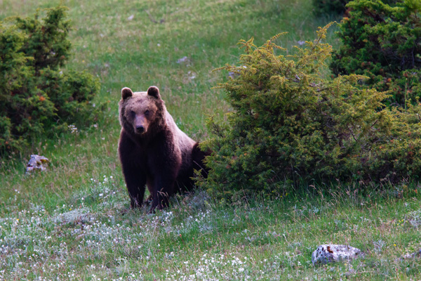 A Marsican brown bear stands in a lush green meadow in Abruzzo, Italy. The bear is partially obscured by a bush on its right side, with its body facing forward. The surrounding area is filled with various shrubs and small wildflowers scattered across the grass.
