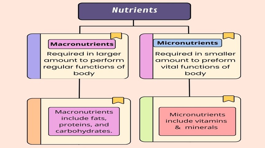Introduction to Food and Health