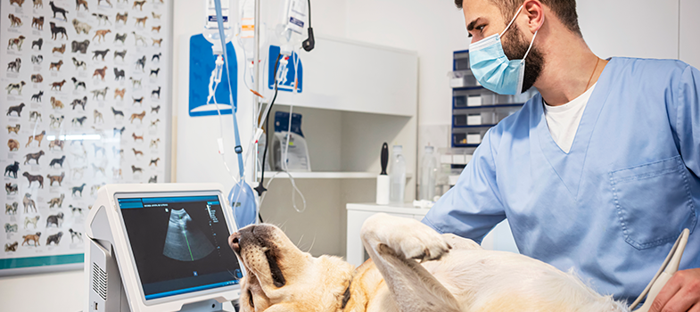 Pathway of AMR for a veterinary services professional