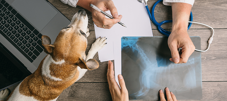 Pathway of AMR for a senior management veterinary services professional