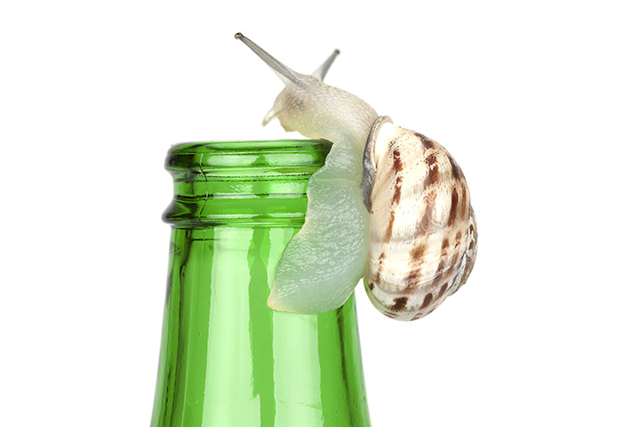 A snail on the top of a glass bottle.