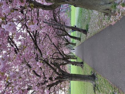 A path through a park, with trees to either side. The trees are laden with pink cherry blossom, almost forming an arch