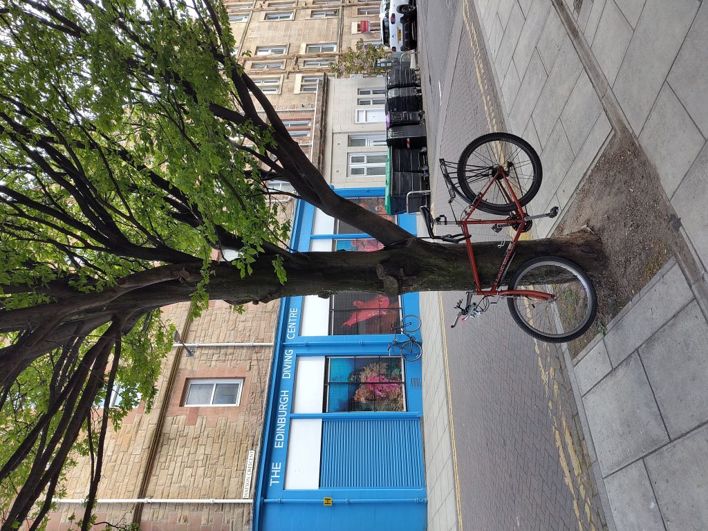 Street trees planted on pavement build-outs (road narrowing). A bicycle is locked to a branch in the foreground.