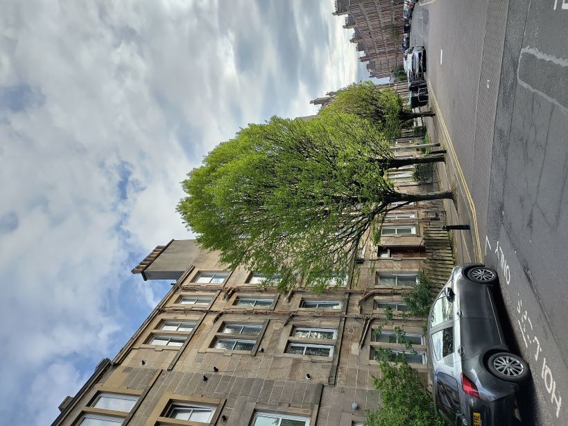 Victorian 4-floor tenements, with a pavement build out hosting mature 3-story trees