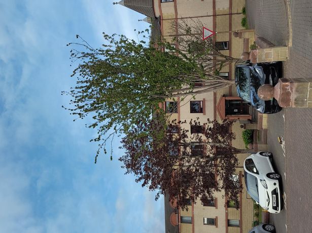 1990s low rise flats, paved car park in front, with two somewhat lonely trees either side of the front door.