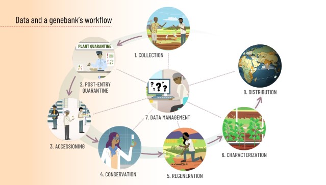 The diagram shows the central role of data management to the effectiveness of a genebank’s workflow. The workflow sequence begins with collection of samples and continues through post-entry quarantine, accessioning, conservation, regeneration, characterisation and distribution. Each of these stages is both recorded and supported by the genebank’s data management system.