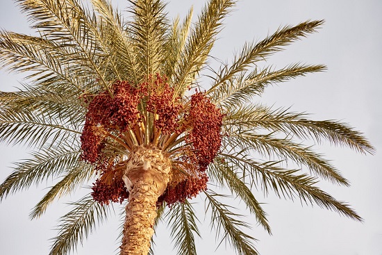 The image shows a date palm tree with fruits.