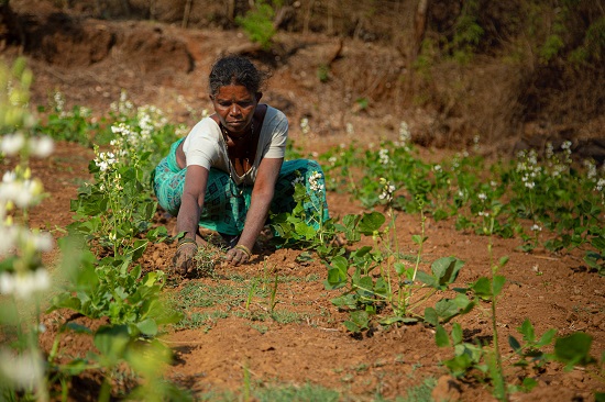 The image shows a female agricultural researcher working in a crop field in India.