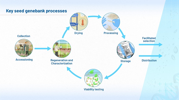 The flow diagram shows key processes taking place in a genebank. It starts with collection and accessioning of samples and leads into a cycle of regeneration and characterisation, drying, processing, storage, viability testing, and back to regeneration. From the storage stage, samples can be removed for facilitated selection and distribution.
