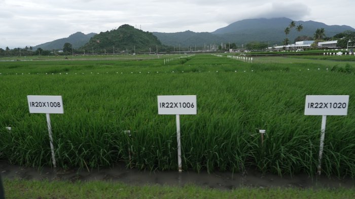 The image is a still from the video. It shows rice growing in test plots at the international Rice Research Institute. The video transcript gives more detail on the video’s content.