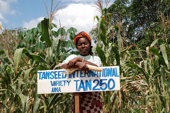 The image shows a Tanzanian farmer on a drought-tolerant maize demonstration plot
