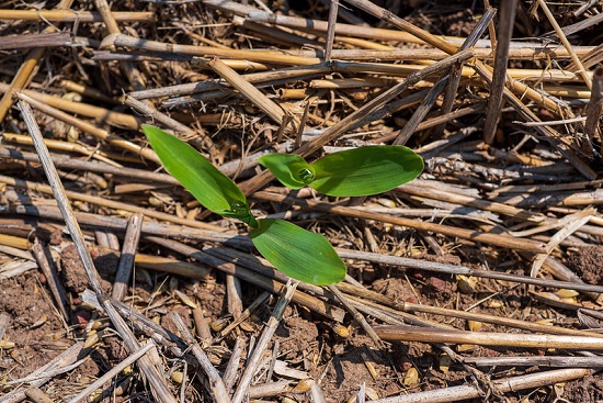 The image shows a bright green maize plant emerging from a seed plot.