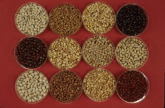 The image shows different varieties of cowpeas, with a diversity of colour from white to brown to red to black.
