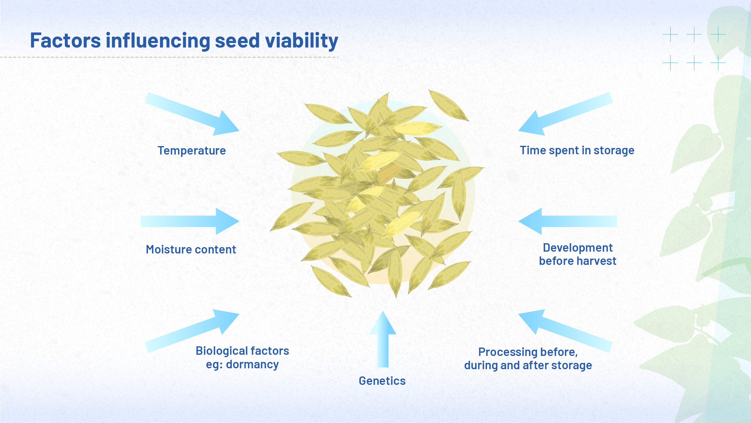 The image shows various factors that influence seed viability: temperature, moisture content, biological factors such as dormancy, genetics, time spent in storage, seed development before harvest and processing before, during or after storage.
