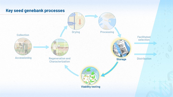 The image shows the flow diagram of key processes, first shown in module 1. In this version of the diagram, the processes of storage and viability testing are highlighted: these two processes are the focus of this module.