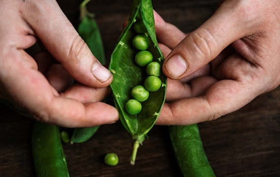 The image shows a close-up of a person holding ripe green peas, popping out of their pod.