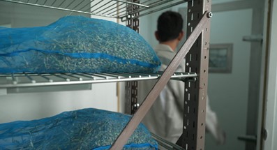 The image shows a technician taking a new accession of rice into the initial drying room at the International Rice Research Institute.
