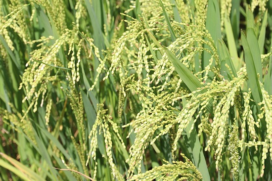 The image shows rice plants growing at IRRI.