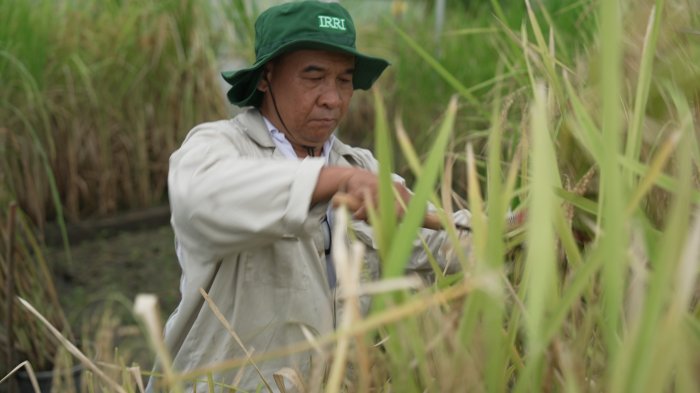 The image shows a still from the video: a technician harvesting rice. Check out the video transcript for more detailed video content.