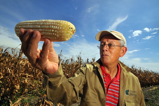The image shows a scientist harvesting biofortified maize (Quality Protein Maize - QPM) at trial sites at the International Center for Tropical Agriculture.