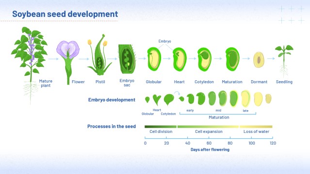 The image shows the development of a soybean seed. It starts with a diagram of a flowering plant, then a magnified image showing the flower’s pistil, the site of fertilisation. It shows how the embryo, tiny at first, grows into a heart shape during the stage of cell division, then expands to form cotyledons during the stage of cell maturation. In the final stage, drying, water is lost and as it dries the colour changes from green to yellow to brown. The result is a dormant seed, capable of germinating when conditions are right.