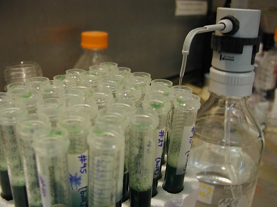 The image shows Chloroform octanol 24:1 being added to cell contents samples during DNA extraction at the International Maize and Wheat Improvement Center.