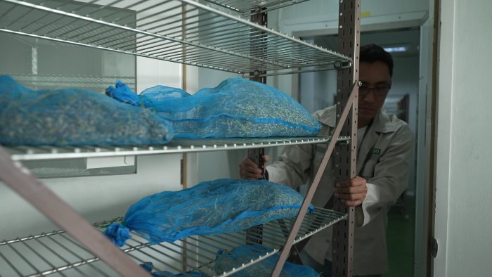 The image shows a technician moving a new accession of rice into the International Rice Research Institute’s high temperature drying room.