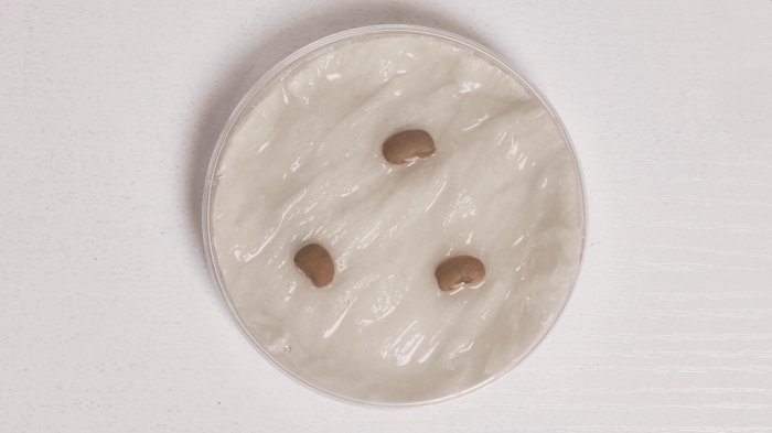 The image shows a still from the video: three cowpeas on a Petri-dish before imbibition starts. Check out the video transcript for more detail on video content.