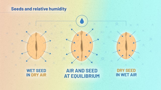 The image shows a seed reaching equilibrium with the air around it. The left side of the image represents what happens when there is a wet seed in dry air. More water molecules move out of the seed and into the air than in the opposite direction. The right hand side represents what happens when there is a dry seed in wet air. More water molecules move from the air into the seed than the opposite direction. The central image shows a seed that has reached equilibrium with the surrounding air. Here, an equal number of water molecules move in and out of the seed.