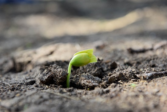 The image shows a seedling emerging from the soil.