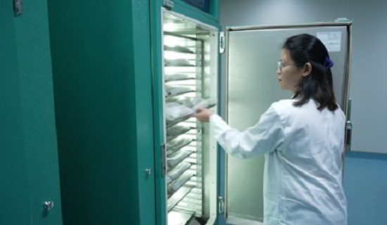 The image shows a technician taking a tray of seedlings out of a germinator at the international rice research institute.