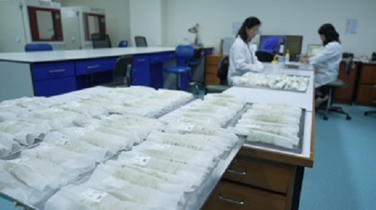 The image shows the viability testing lab at the international rice research institute, with germinating seedlings in the foreground and two technicians working in the background.