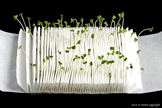 The image shows a pleated white paper towel, with germinated Brassica seedlings emerging from its folds.